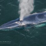 Las ballenas sei, protagonistas del documental 3 Mares y un Latido de Adrián De Anton